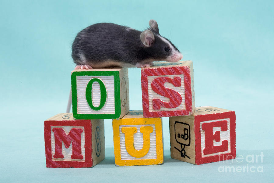 Mouse With Blocks Photograph by Carolyn A McKeone