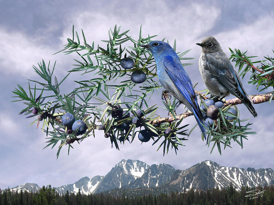 Mountain Bluebirds and Juniper Painting by M Spadecaller