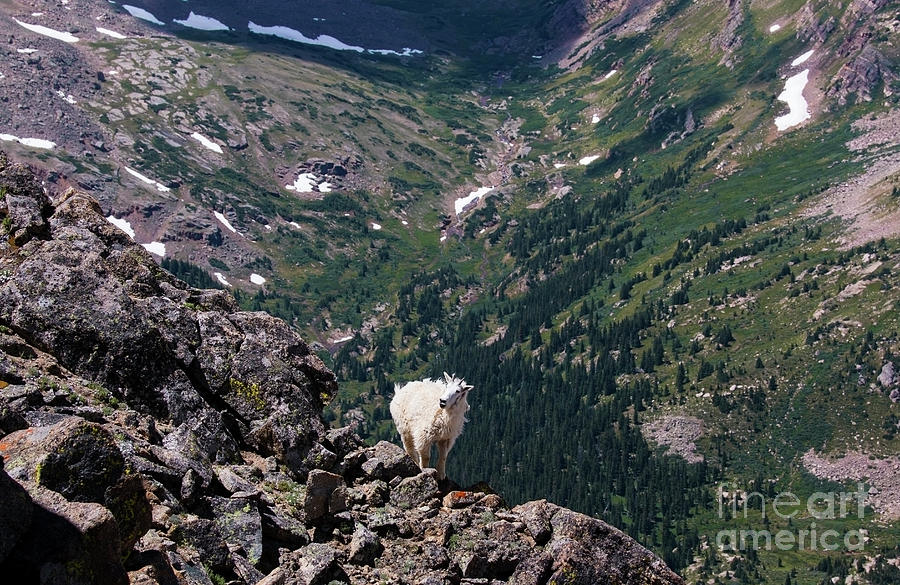 Moutain Goat at the Mount Massive Summit Photograph by Steven Krull