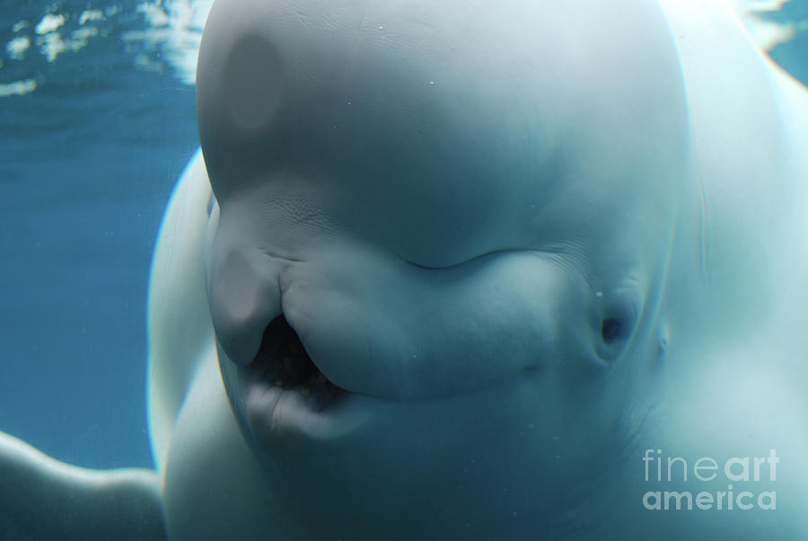 Mouth of a Beluga Whale Wide Open Underwater Photograph by DejaVu Designs