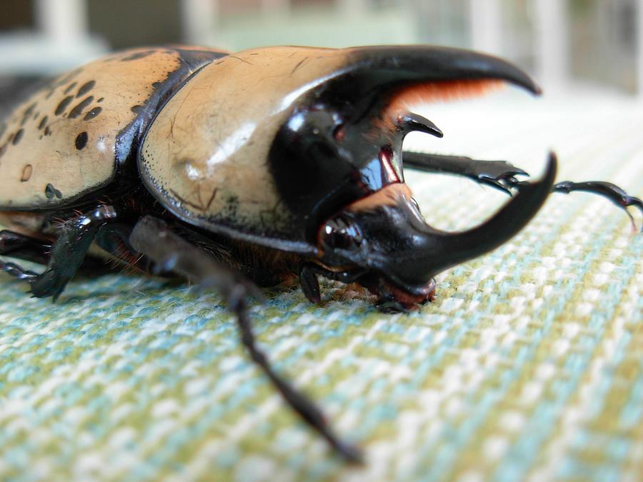 Mouth of Hercules Beetle Photograph by Jeanne Juhos