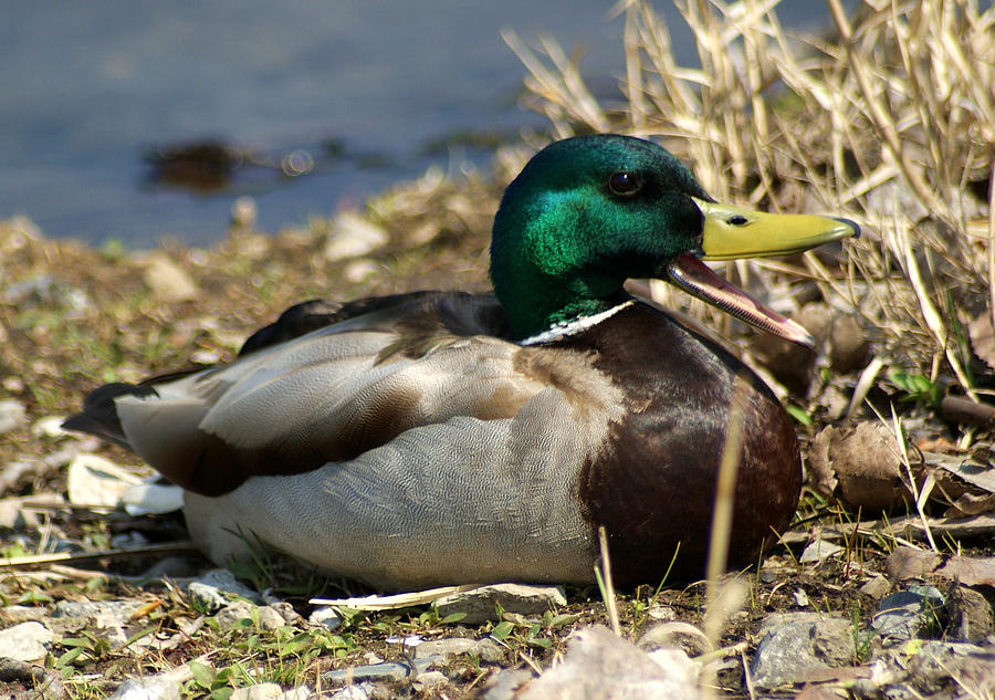 duck mouth open