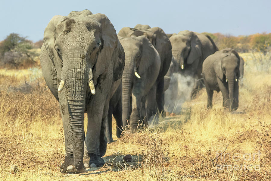 moving African Elephants Photograph by Benny Marty - Fine Art America