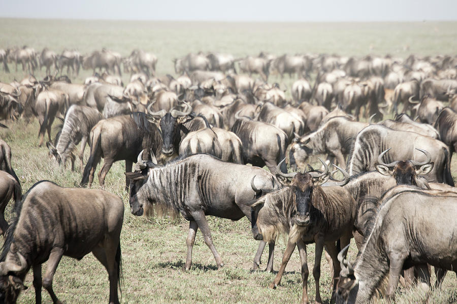 Moving herd of  wildebeest in great migration in Serengeti Natio Photograph by Karen Foley