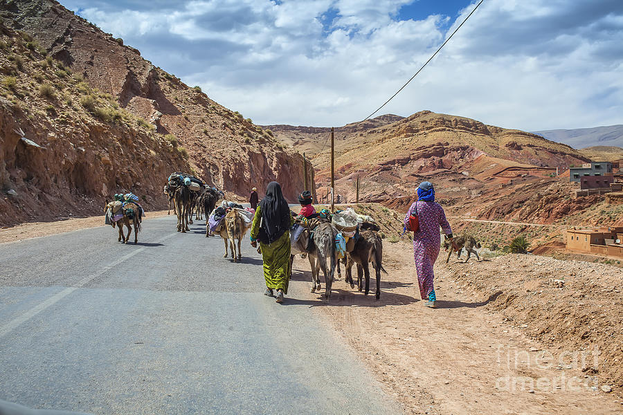 Moving Live Stock And Goods In Morocco Photograph