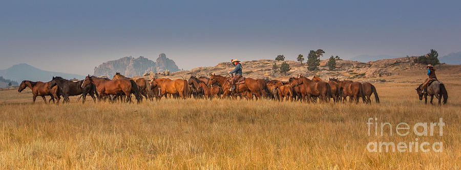 Moving The Herd Photograph