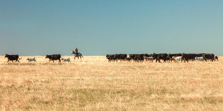 Moving the Herd Photograph by Todd Klassy