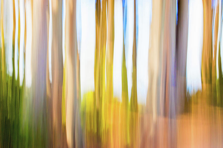 Moving Trees 25 Carry-on Landscape Format by Gene Norris Moving Trees 25 Carry-on Landscape Format by Gene Norris