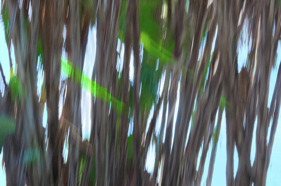 Moving Trees 26 Carry-on Landscape Format by Gene Norris Moving Trees 26 Carry-on Landscape Format by Gene Norris