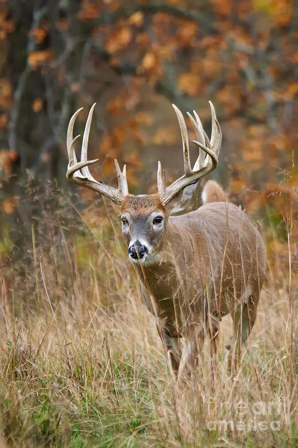 Deer Photograph - Moving Whitetail Buck Deer by Timothy Flanigan