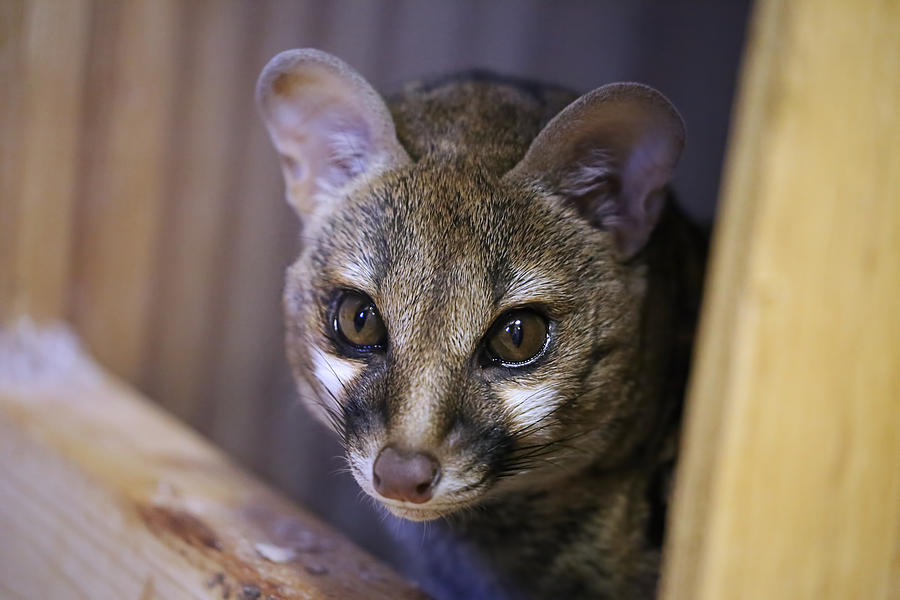 Mowgli The Genet Photograph by Theresa Campbell
