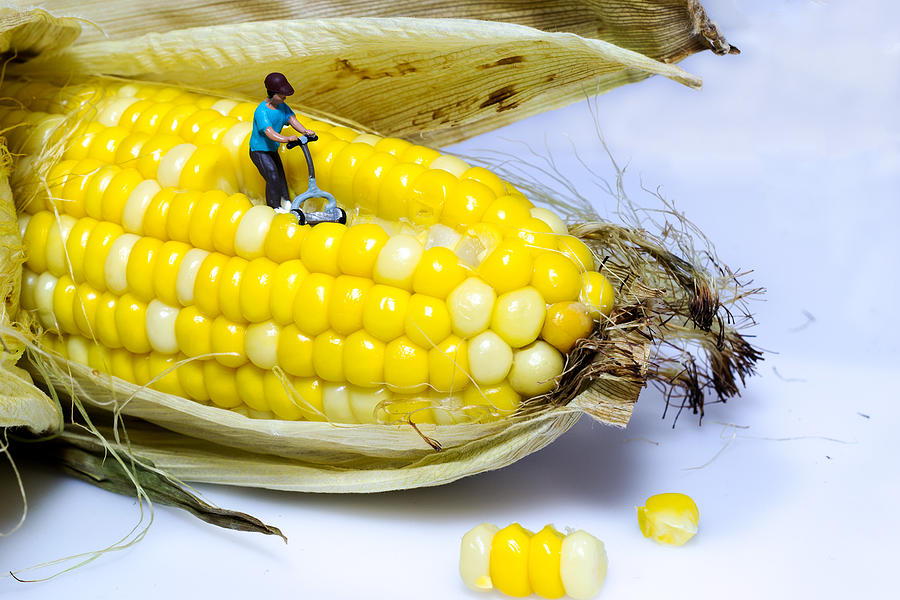 Mowing the Corn Photograph by Sandi Kroll