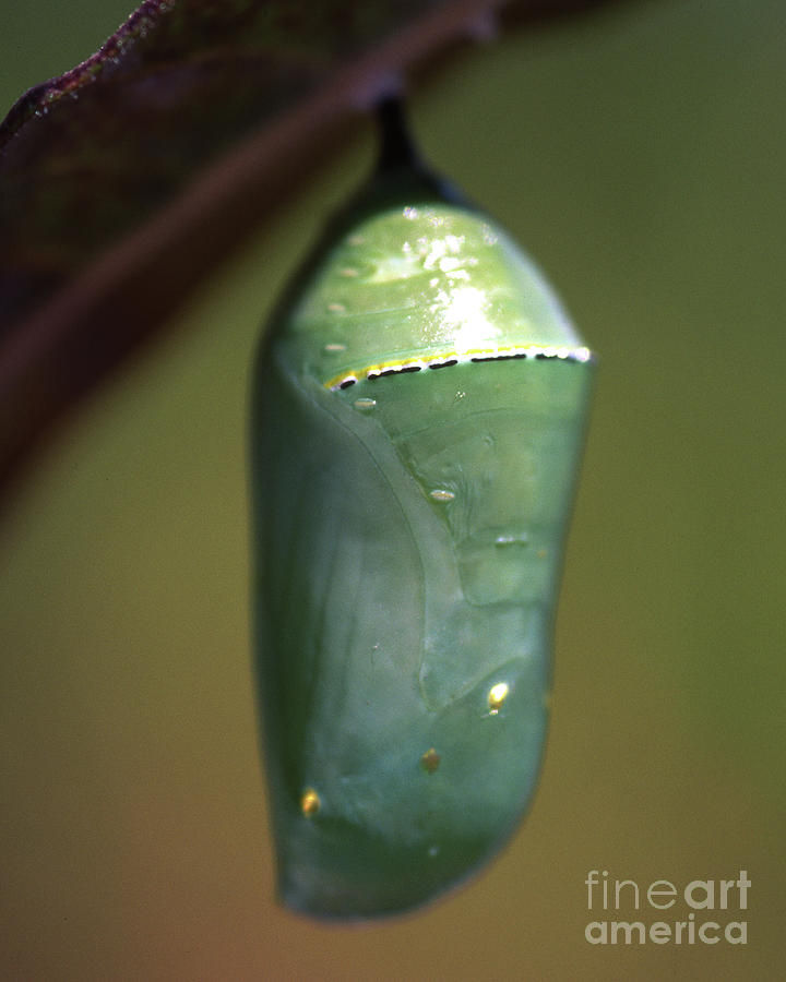 Mpnarch Butterfly Cacoon by Robert Chaponot