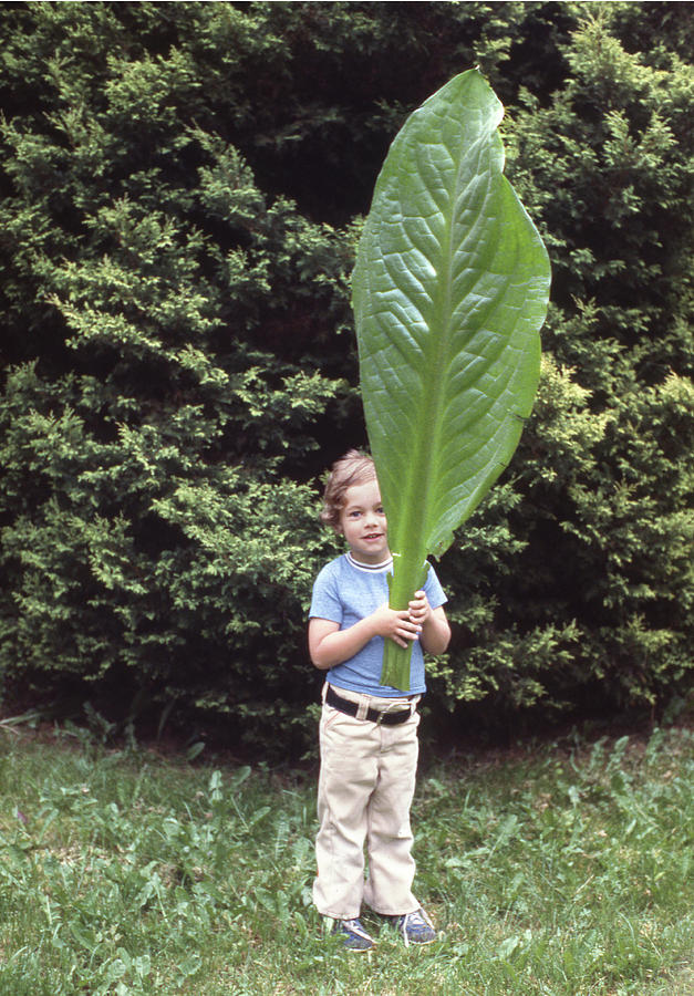 MPP-202 Matthew Cooper with Skunk Cabbage Photograph by Ed Cooper Photography