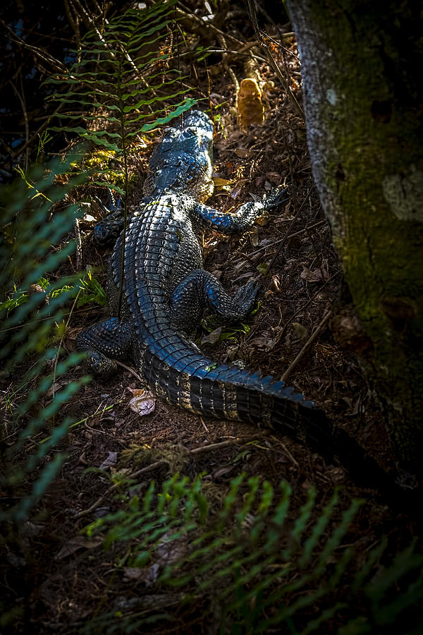 Mr Alley Gator Photograph by Marvin Spates
