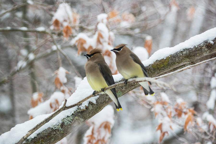 Mr. and Mrs. Cedar Wax Wing Photograph by Betty Pauwels