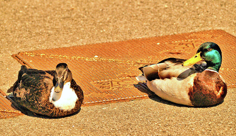 Mr and Mrs Duck Photograph by Richard Denyer