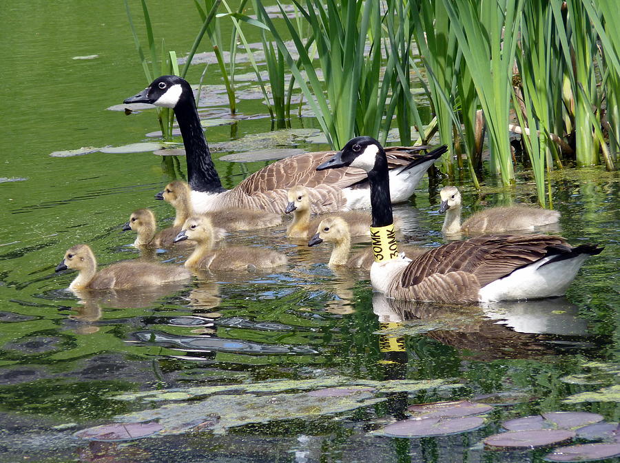 Mr and Mrs Goose and family Photograph by Janice Drew