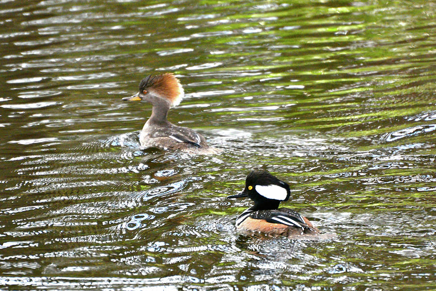 Mr. and Mrs. Hooded Mergansers Photograph by Don Mercer