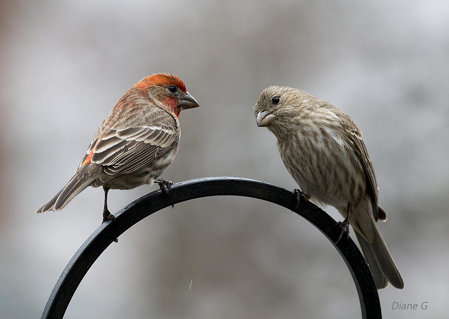 Mr. and Mrs. House Finch Photograph by Diane Giurco