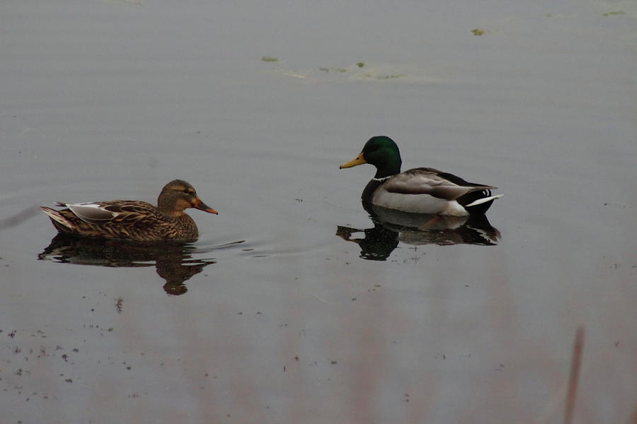 Mr. And Mrs. Mallard Duck Painting by Roy Penny - Fine Art America