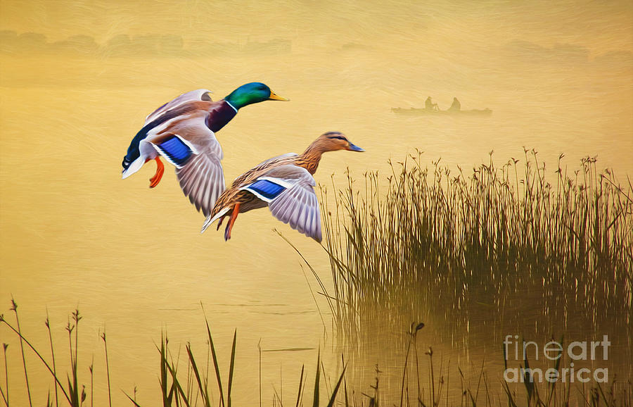 Sunset Photograph - Mr. and Mrs. Mallard by Laura D Young