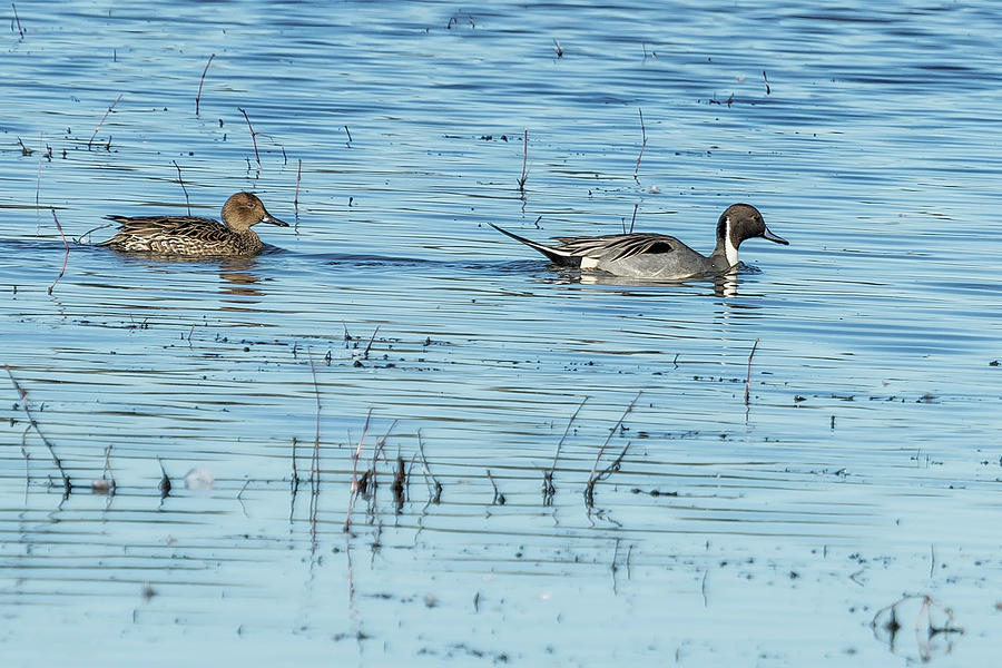 Mr and Mrs Northern Pintail Photograph by Belinda Greb