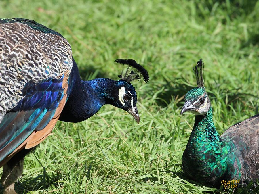 Mr and Mrs Peacock Grooming Each Other Photograph by Gary Canant - Fine ...