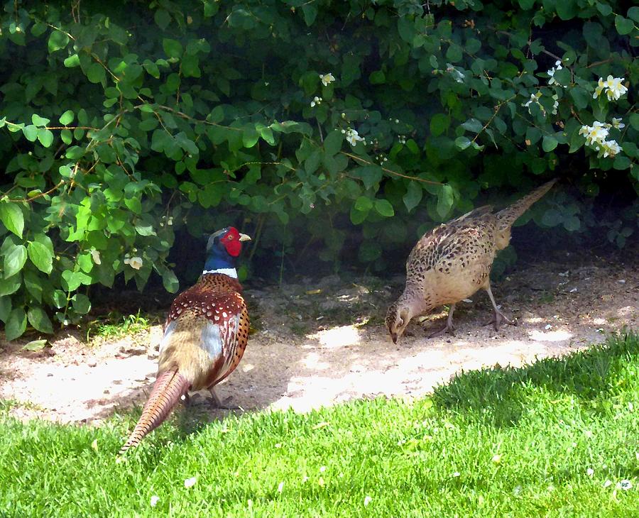 Mr And Mrs Pheasant Digital Art by Will Borden