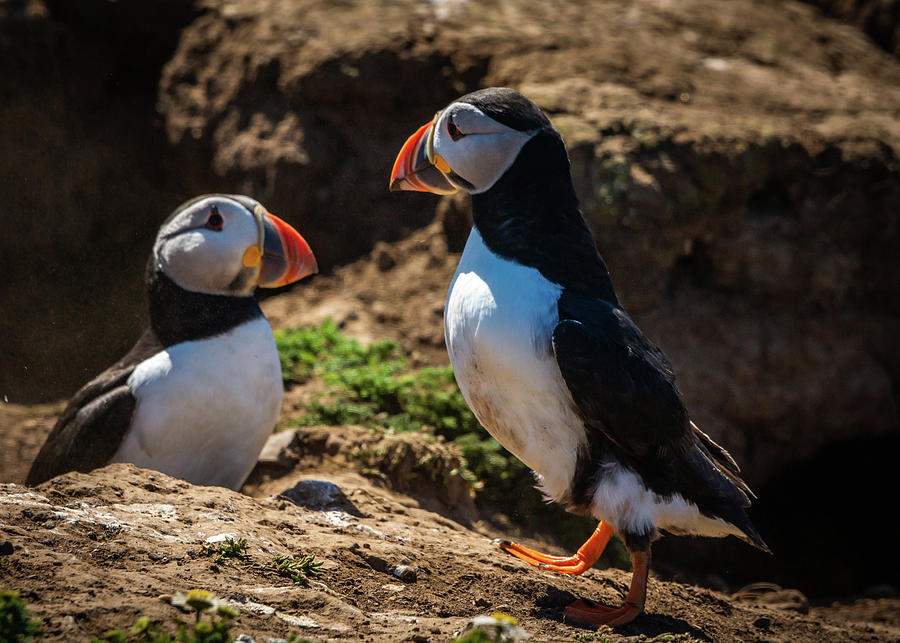 Mr and Mrs Puffin Photograph by Framing Places