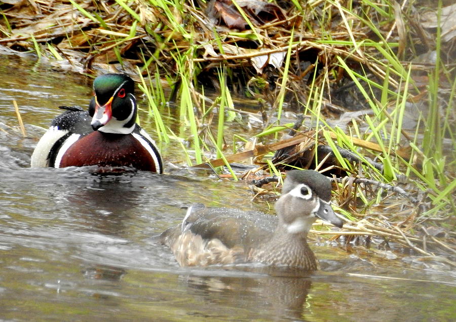 Mr and Mrs Wood Duck Photograph by Betty-Anne McDonald