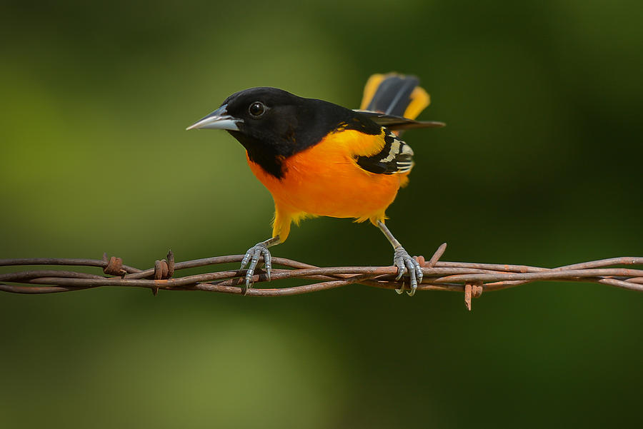 Mr. Baltimore Oriole Photograph by Larry Pacey - Fine Art America