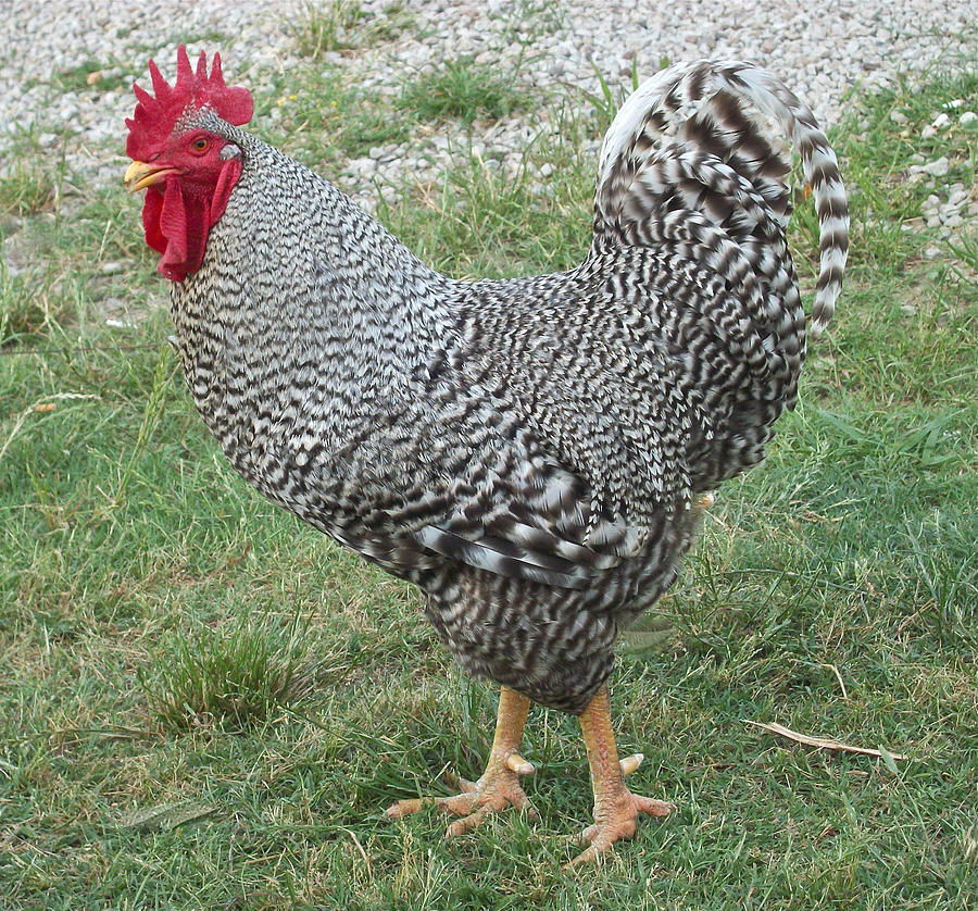 Mr Barred Rock Photograph by Brenda Redford - Fine Art America