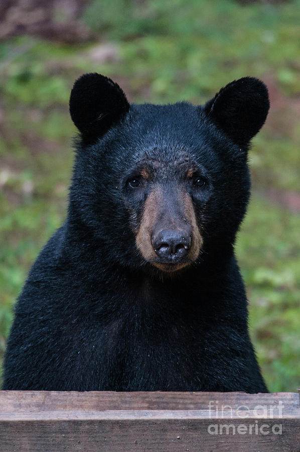 Mr Bear Photograph by Buddy Morrison
