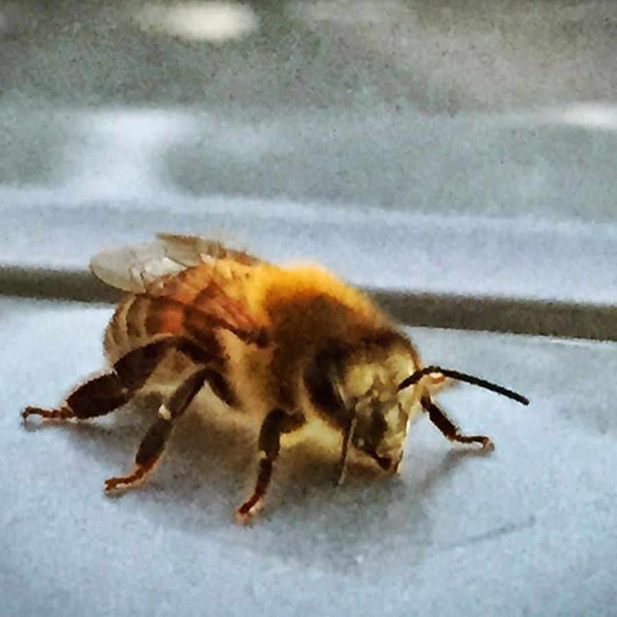 Bee Photograph - Mr Bee On My Car #bee #naturelovers by Joan McCool