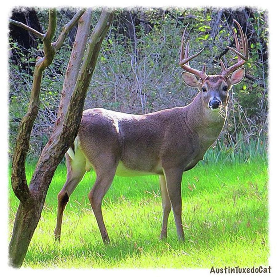 Wildlife Photograph - Mr. Big #horns Is On The Lookout For by Austin Tuxedo Cat