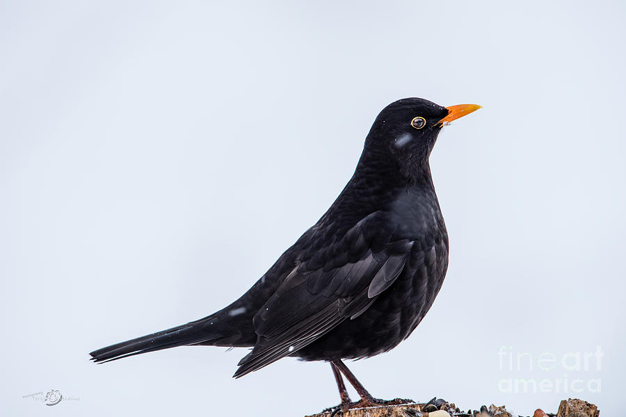 Mr Blackbird Photograph by Torbjorn Swenelius