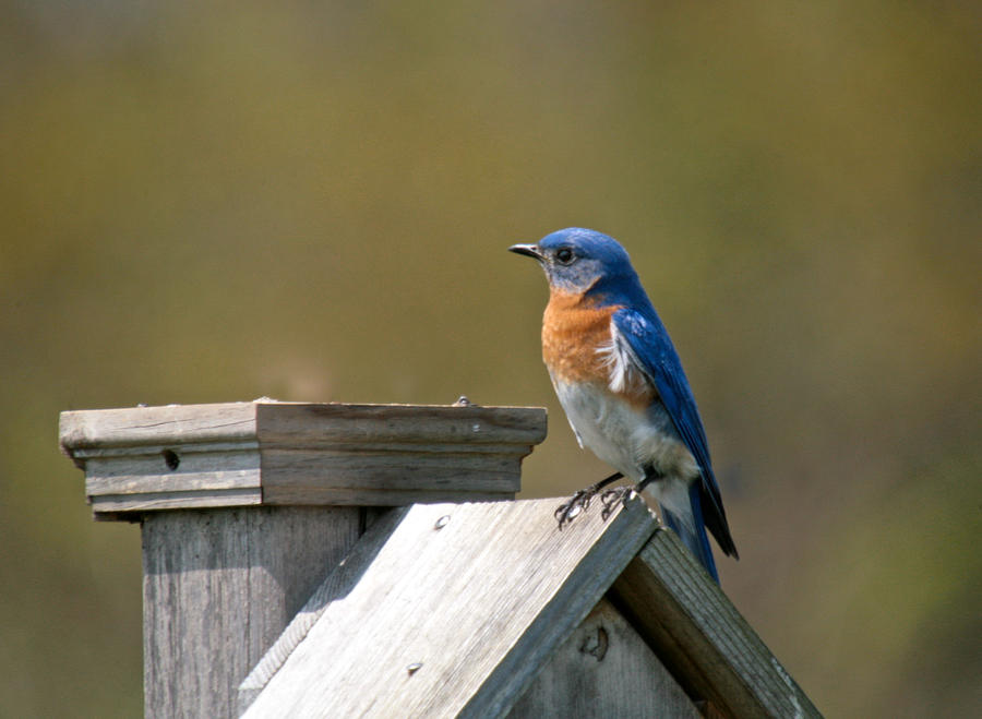 Mr blue bird Photograph by Robert Pearson