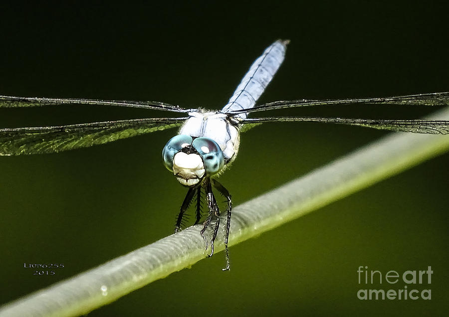 Mr Blue-Eyed DragonFly Photograph by Melissa Messick