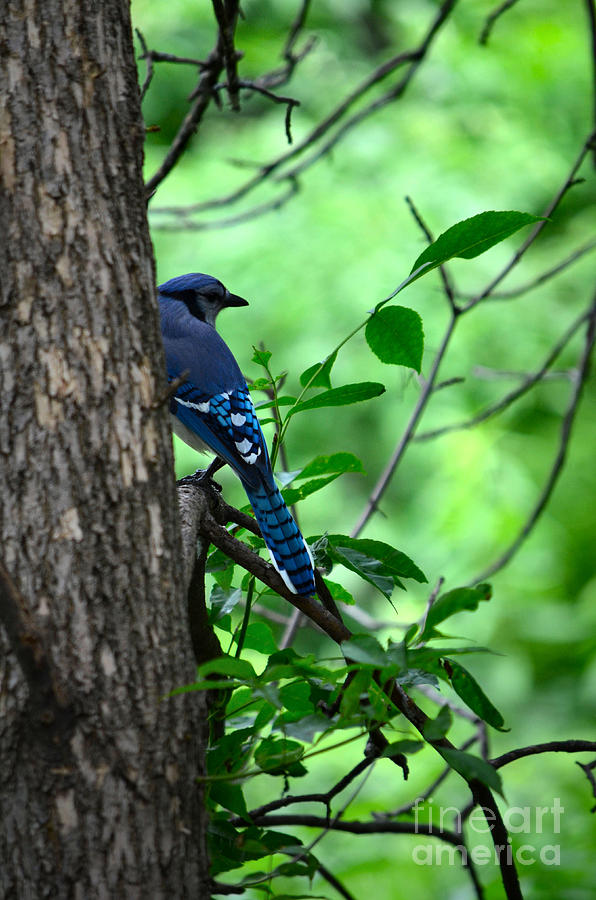 Mr. Blue Jay Photograph by Deb Halloran
