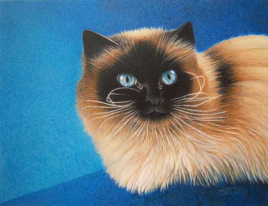 Mr. Blue Drawing by Pamela Clements