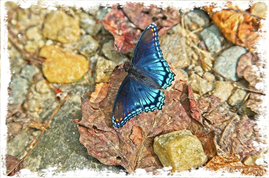 Butterfly Photograph - Mr. Blue by Sandra Burm