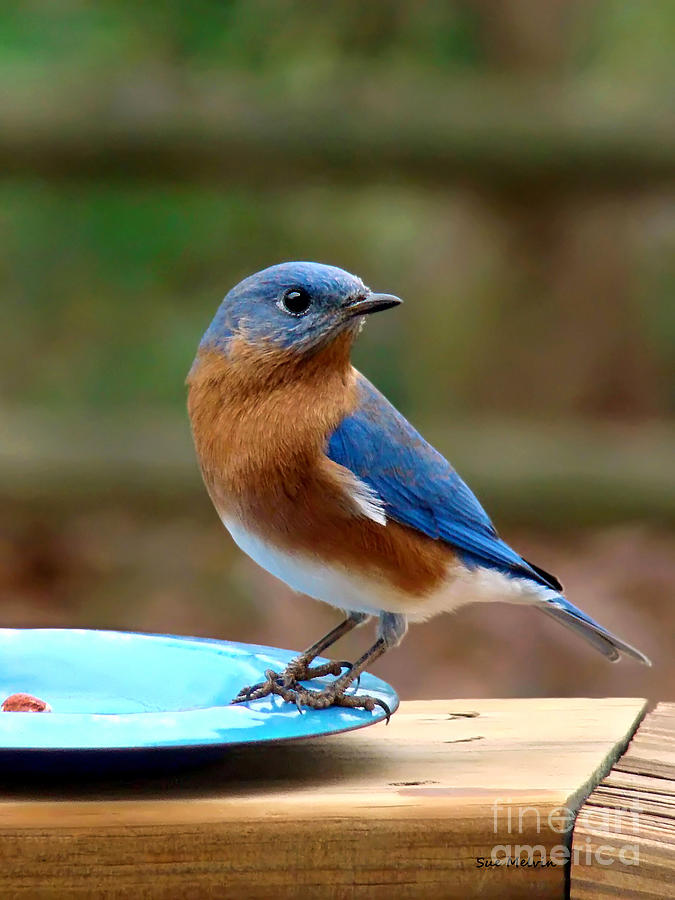 Mr Bluebird Photograph by Sue Melvin