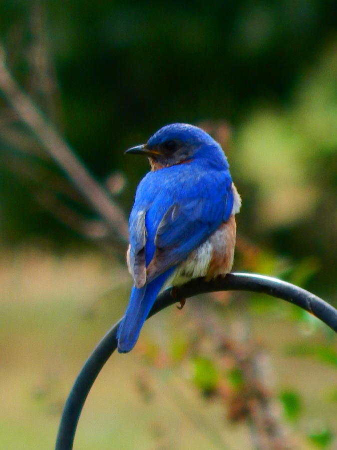 Mr. Bluebird Photograph by Virginia White