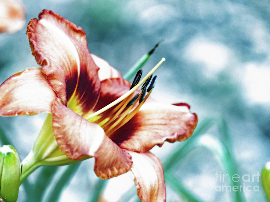 Mr. Browns Daylilly 001 A- Artistic Photograph