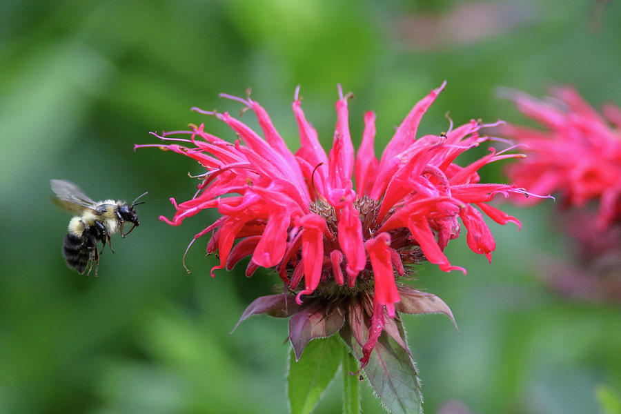 Mr. Brumble and Bee Balm Photograph by Brook Burling