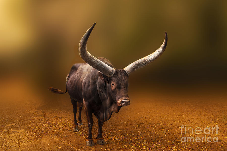 Animal Photograph - Mr. Bull from Africa by Charuhas Images