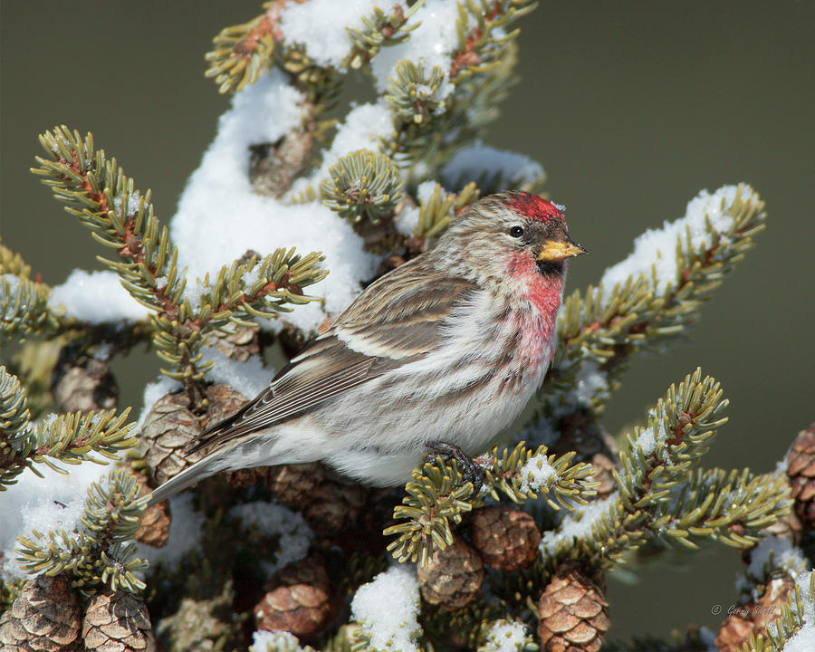Mr C Redpoll Photograph by Gerry Sibell