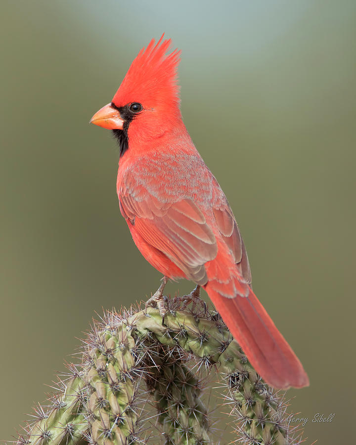 Mr. Cardinal Photograph by Gerry Sibell