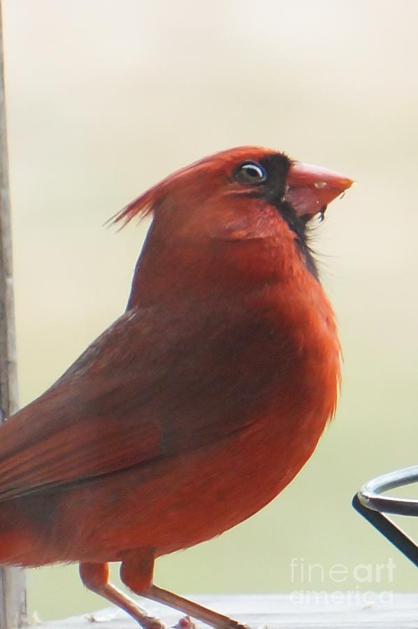 Cardinal Photograph - Mr Cardinal by Maxine Billings